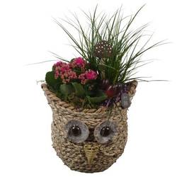 Carex.Arr PTHI3309 Herbst T21 H045