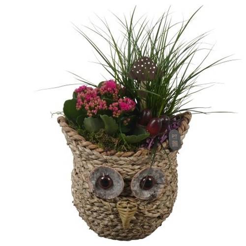 Carex.Arr PTHI3309 Herbst T21 H045