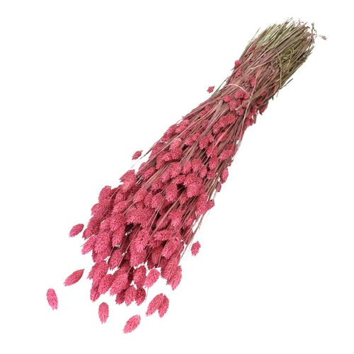 Trocken Phalaris cyclaamrosa L70cm