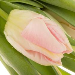 Tulpe rosa parrot Zambesi 44 Gramm