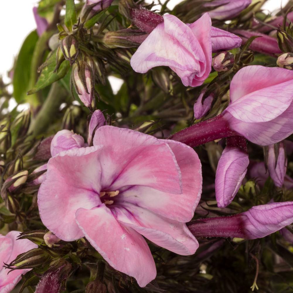Phlox rosa Pinky Eyes 70cm