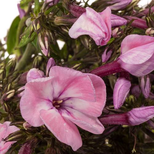 Phlox rosa Pinky Eyes 70cm