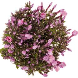 Phlox rosa Pinky Eyes 70cm