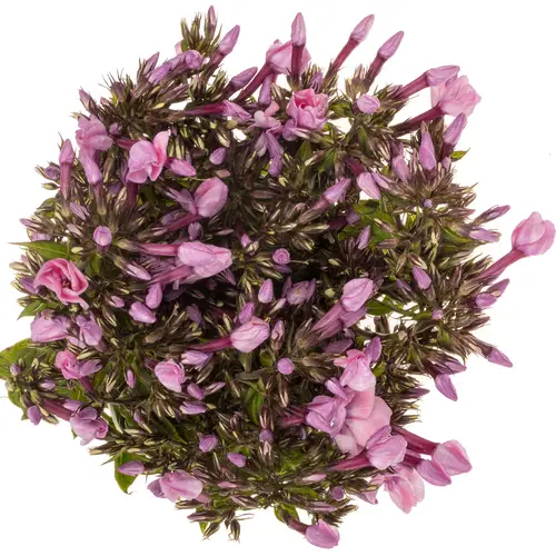 Phlox rosa Pinky Eyes 70cm
