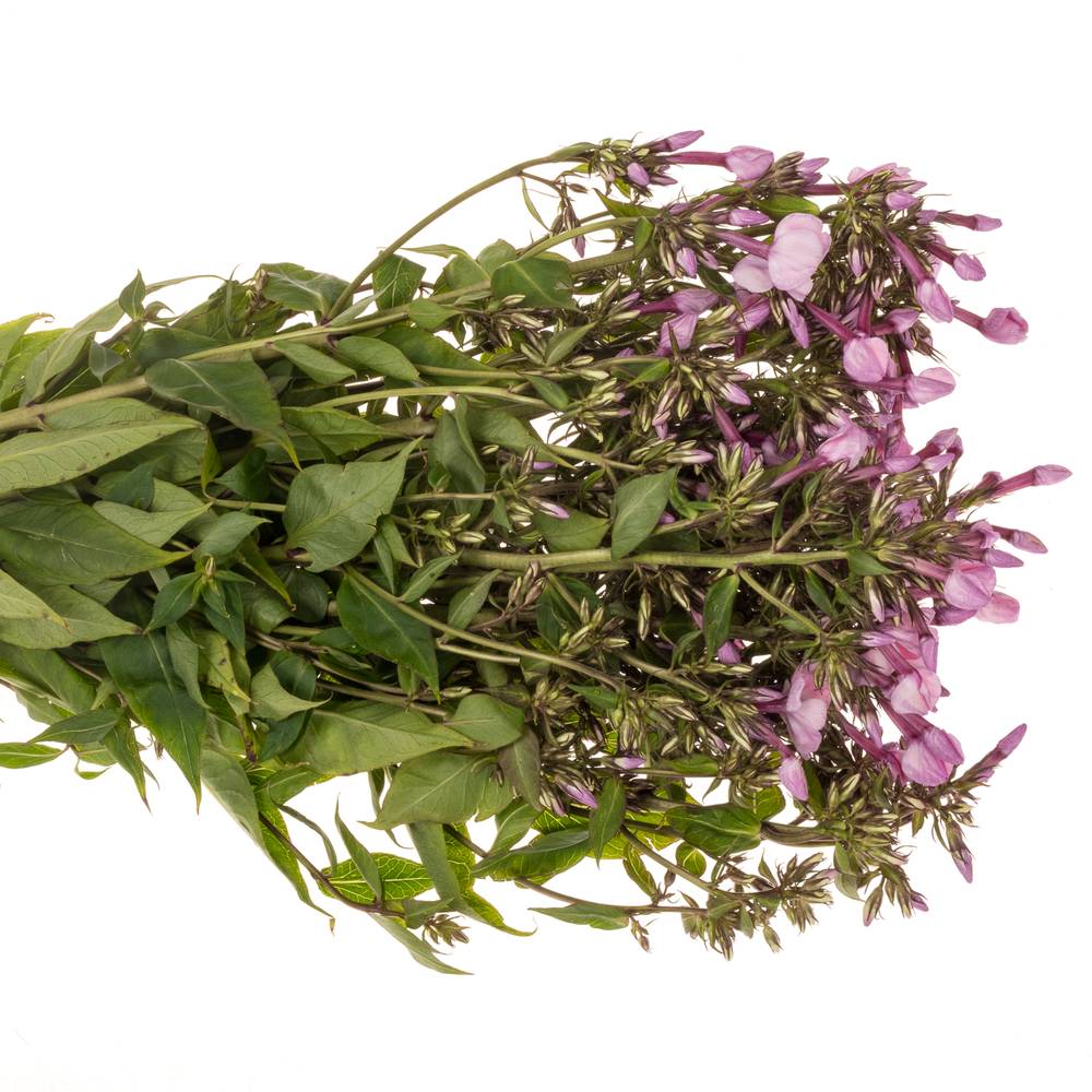 Phlox rosa Pinky Eyes 70cm