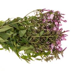 Phlox rosa Pinky Eyes 70cm