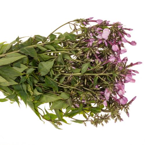 Phlox rosa Pinky Eyes 70cm