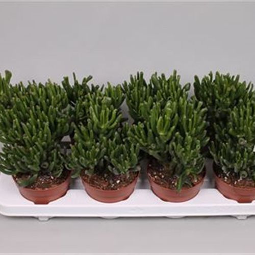Crassula Hobbit T12 H20