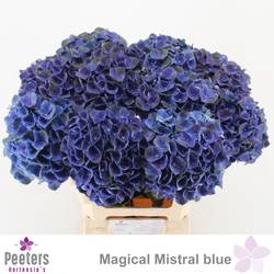 Hortensie violett Mistral Blue Bol 18cm 60cm