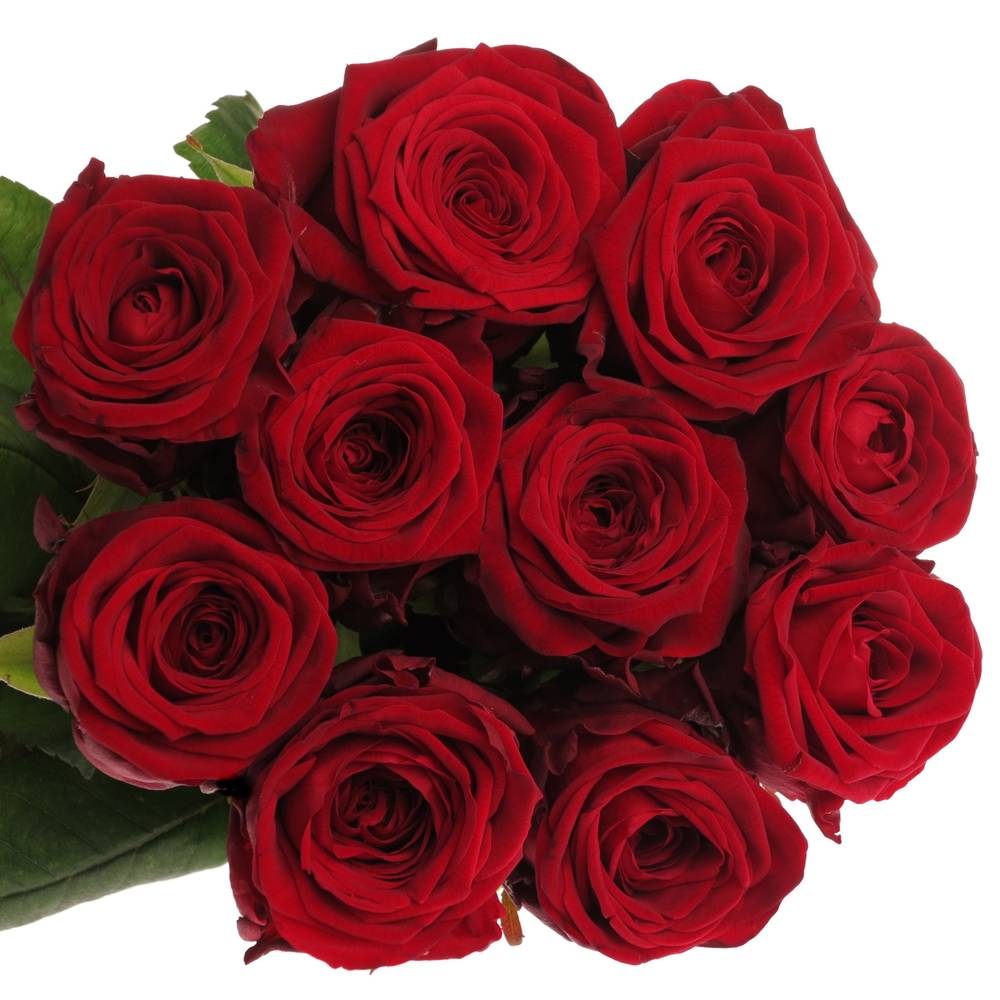 Rose dunkel rot Red Naomi (Drift) Premium 80cm