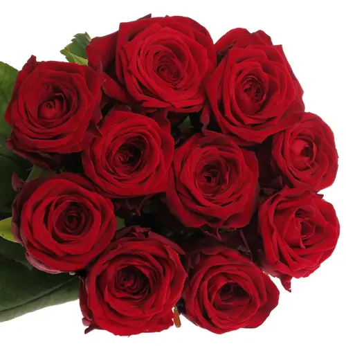 Rose dunkel rot Red Naomi (Drift) Premium 80cm