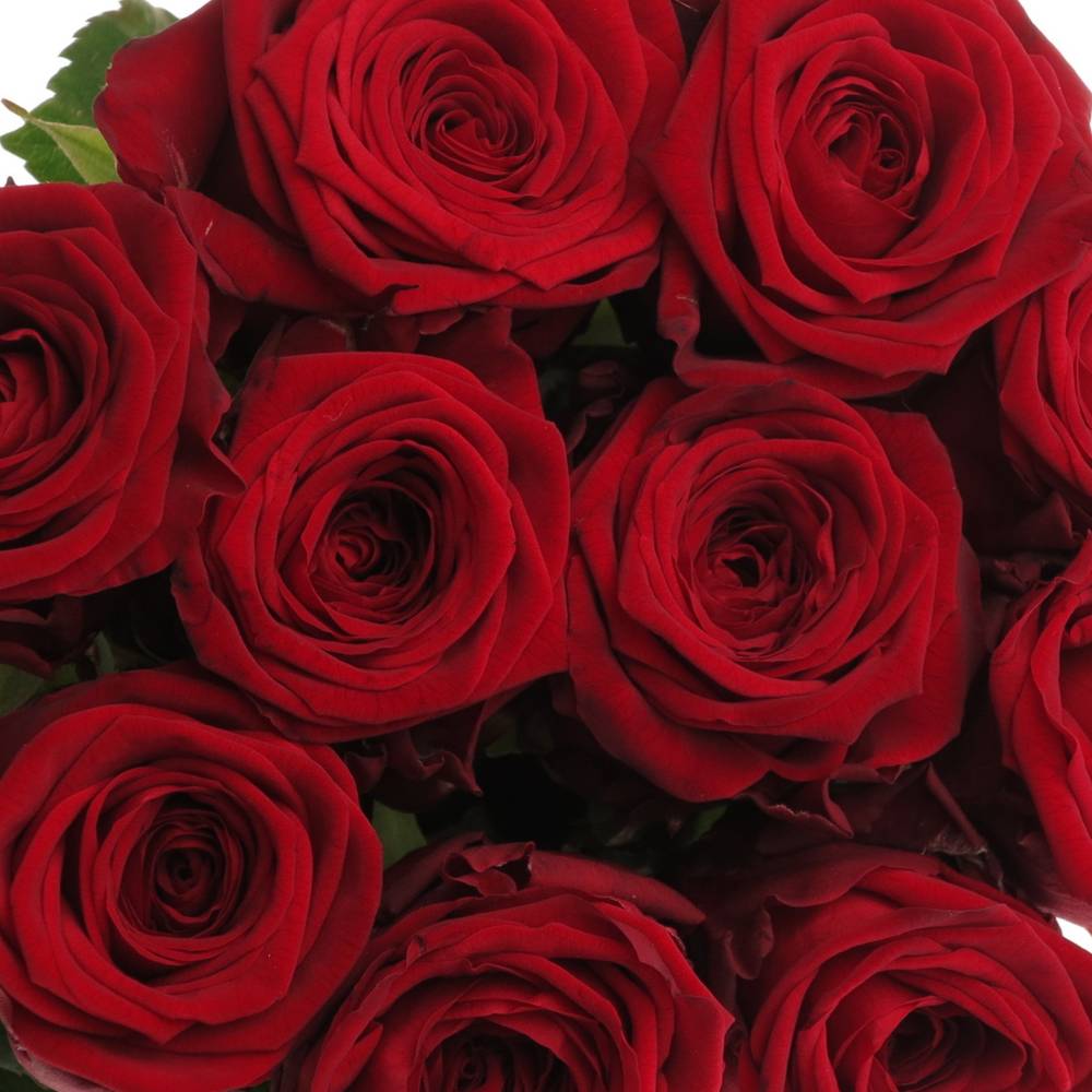 Rose dunkel rot Red Naomi (Drift) Premium 80cm