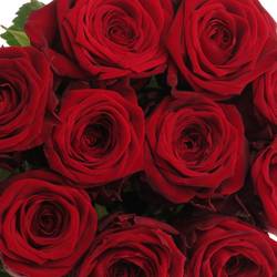 Rose dunkel rot Red Naomi (Drift) Premium 80cm