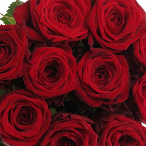 Rose dunkel rot Red Naomi (Drift) Premium 80cm