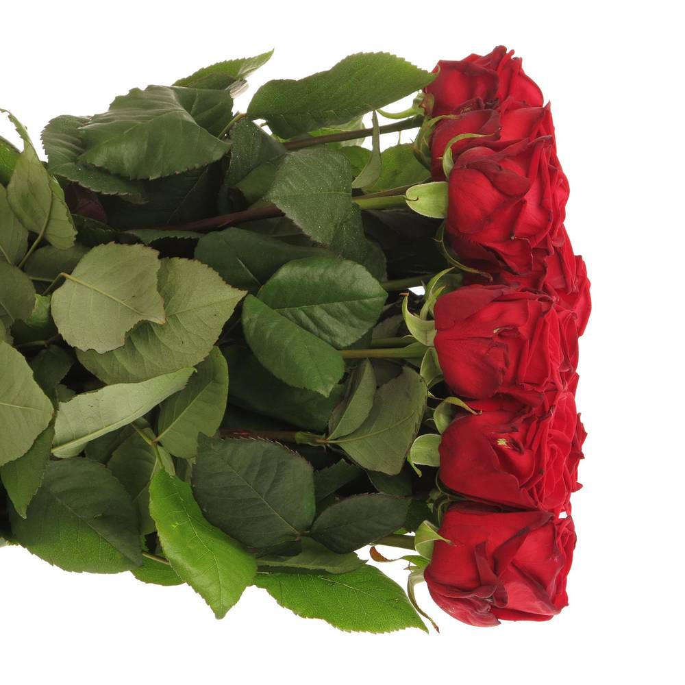 Rose dunkel rot Red Naomi (Drift) Premium 80cm
