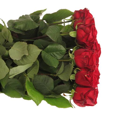 Rose dunkel rot Red Naomi (Drift) Premium 80cm