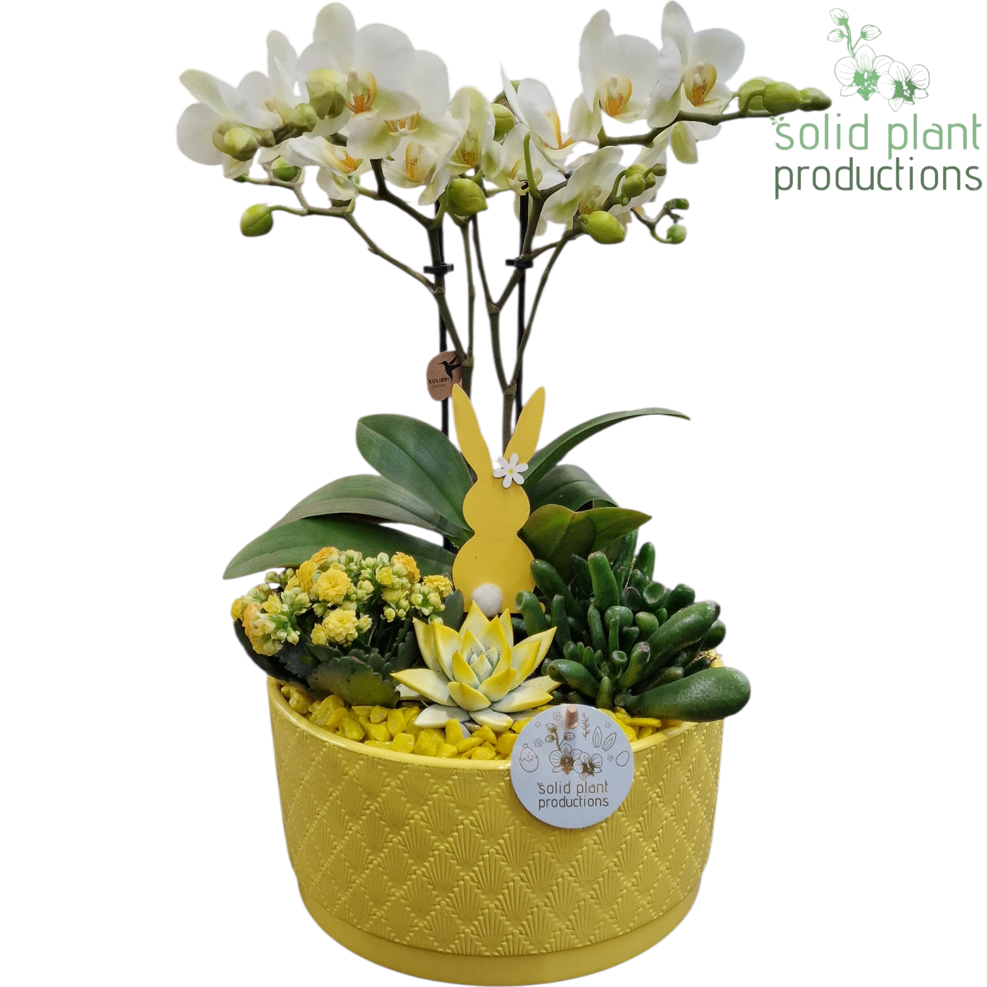 Phal.Arr PE004 YE Stella gelb Ostern T22 H045