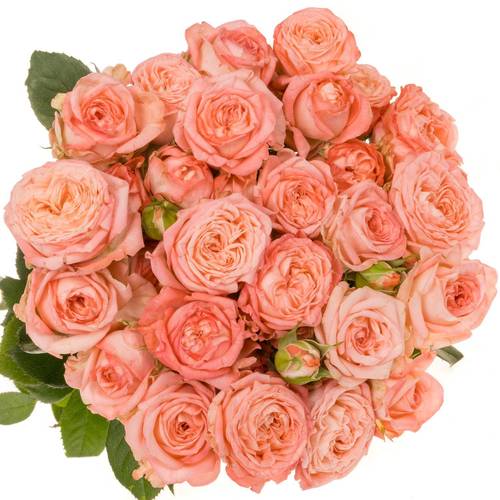 Rose verzweigt rosa First Date 3+Blüte 50cm