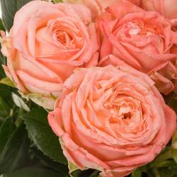 Rose verzweigt rosa First Date 3+Blüte 50cm