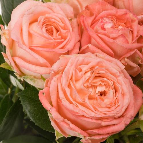 Rose verzweigt rosa First Date 3+Blüte 50cm