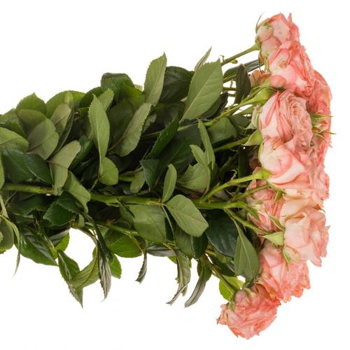 Rose verzweigt rosa First Date 3+Blüte 50cm