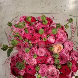 Ranunkel lila rosa Cloni Pandora 40cm x 30