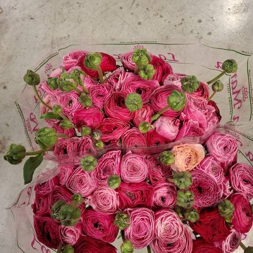 Ranunkel lila rosa Cloni Pandora 40cm x 30