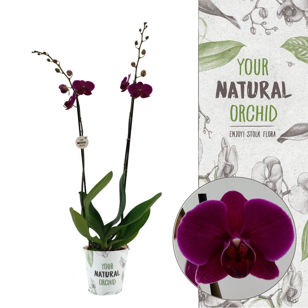 Phal.2-R lila T12 H065