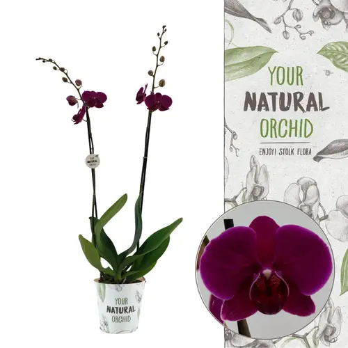 Phal.2-R lila T12 H065