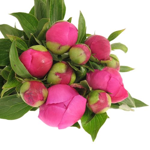 Pfingstrose pink Amabilis 60cm