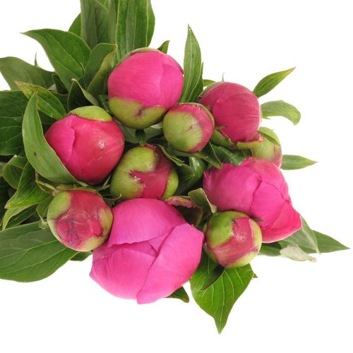 Pfingstrose pink Amabilis 60cm