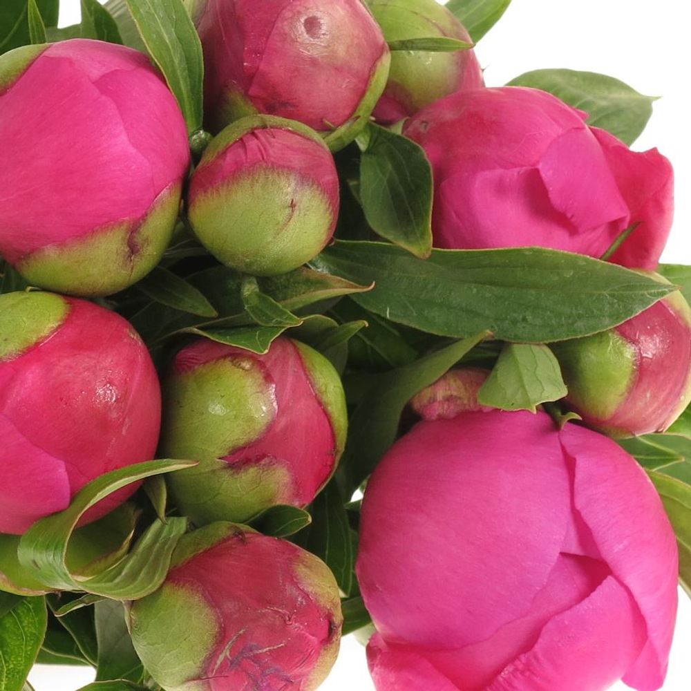 Pfingstrose pink Amabilis 60cm