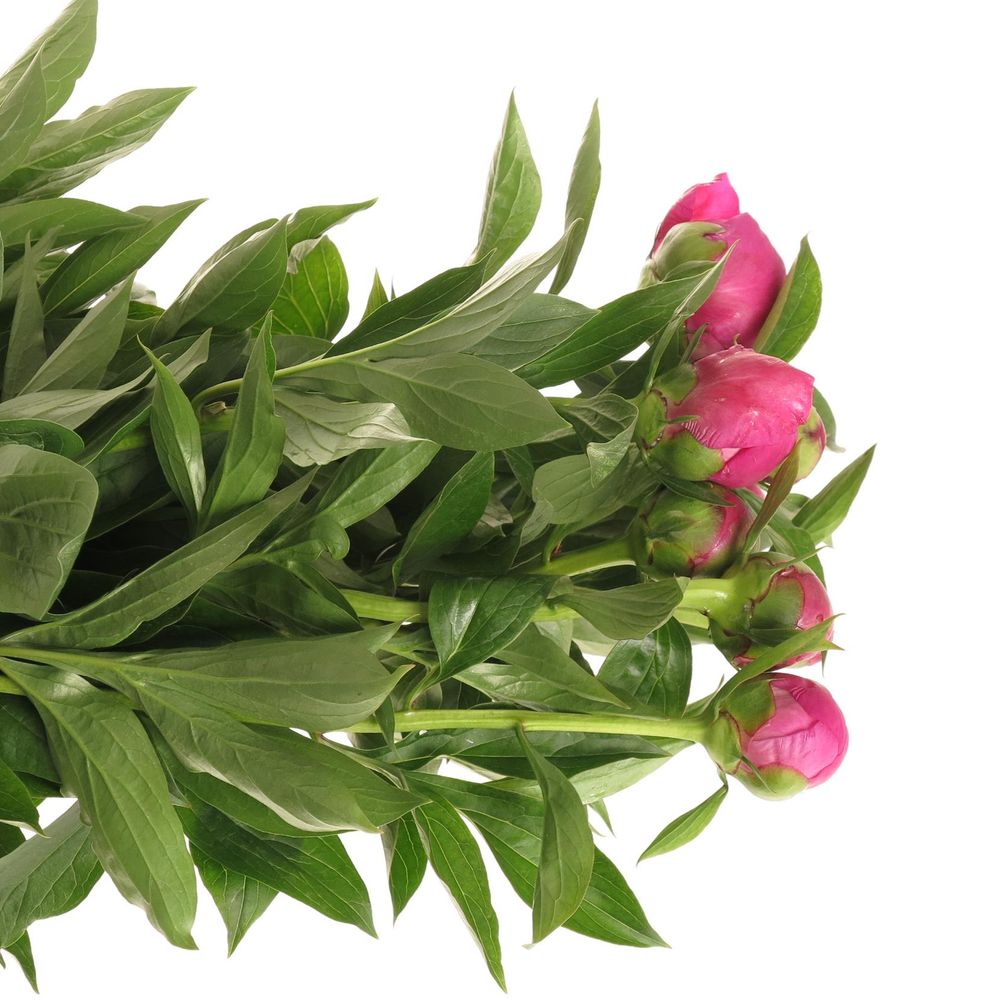 Pfingstrose pink Amabilis 60cm