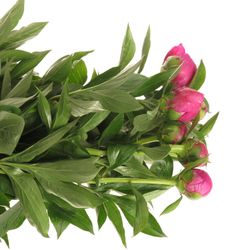 Pfingstrose pink Amabilis 60cm