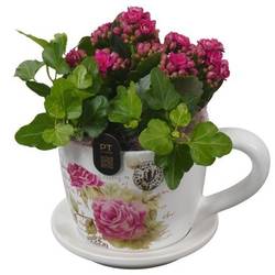 Kal.Arr PTIB5199 T11 H018