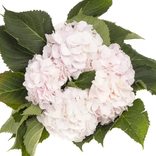 Hortensie hell rosa Sw Verena Bol 17cm 60cm