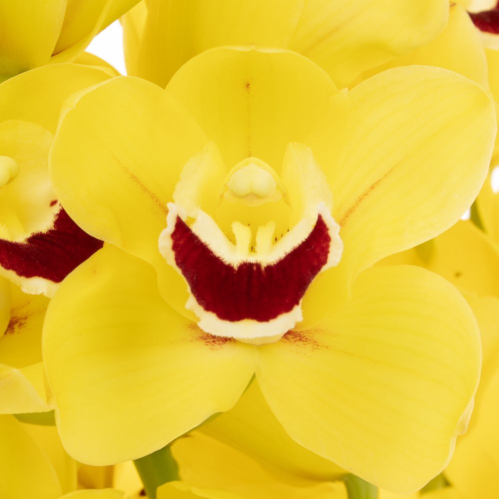 Mini Cymbidium gelb Boy 60cm 12+Blüte