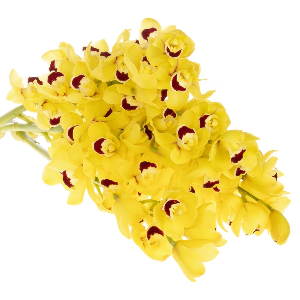 Mini Cymbidium gelb Boy 60cm 12+Blüte