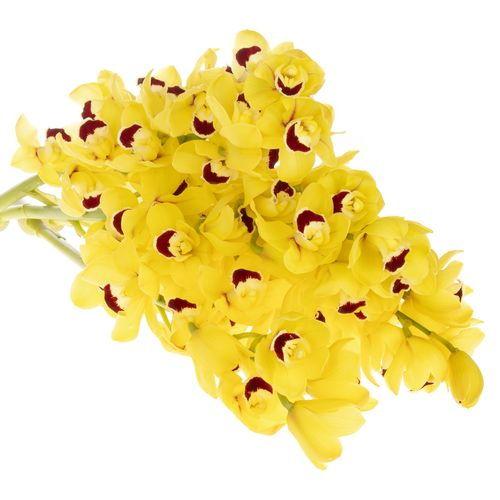 Mini Cymbidium gelb Boy 60cm 12+Blüte