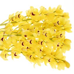 Mini Cymbidium gelb Boy 60cm 12+Blüte