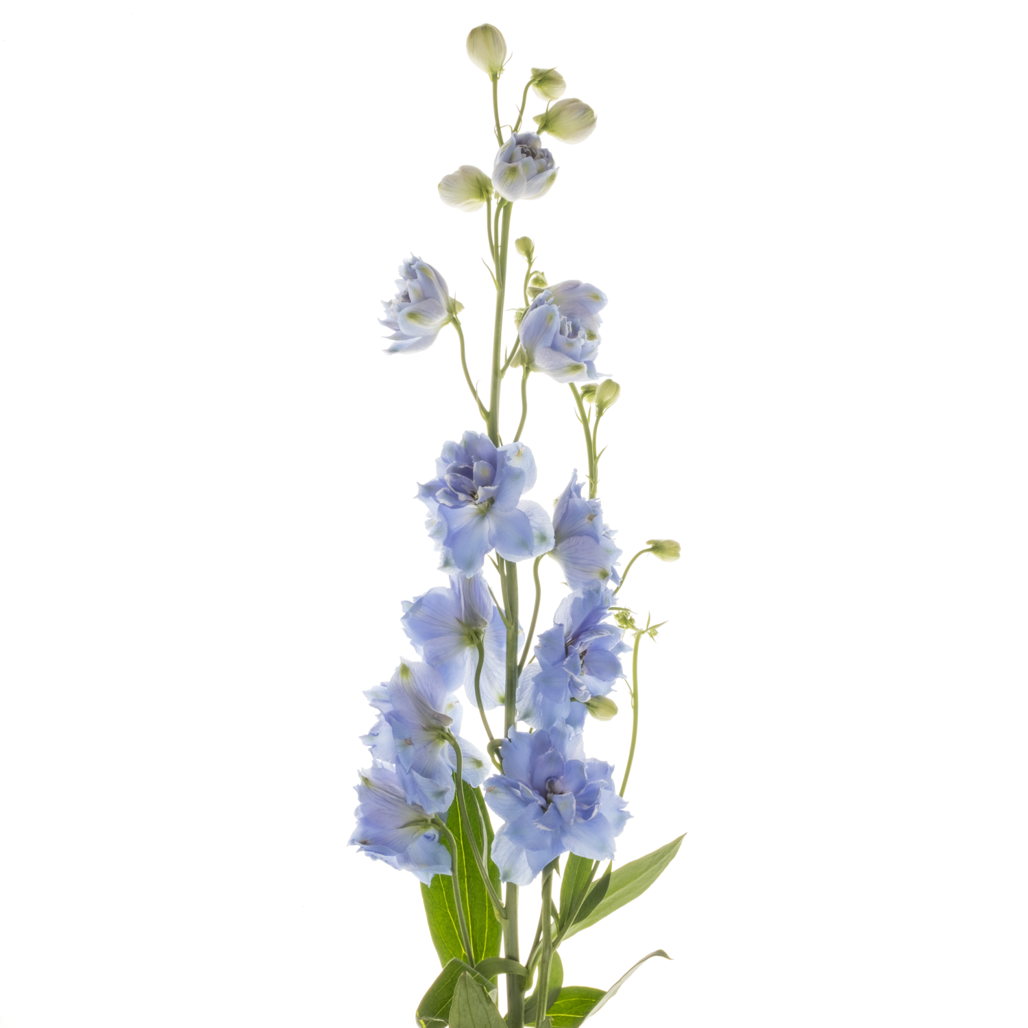 Delphinium hell blau Bas 60cm
