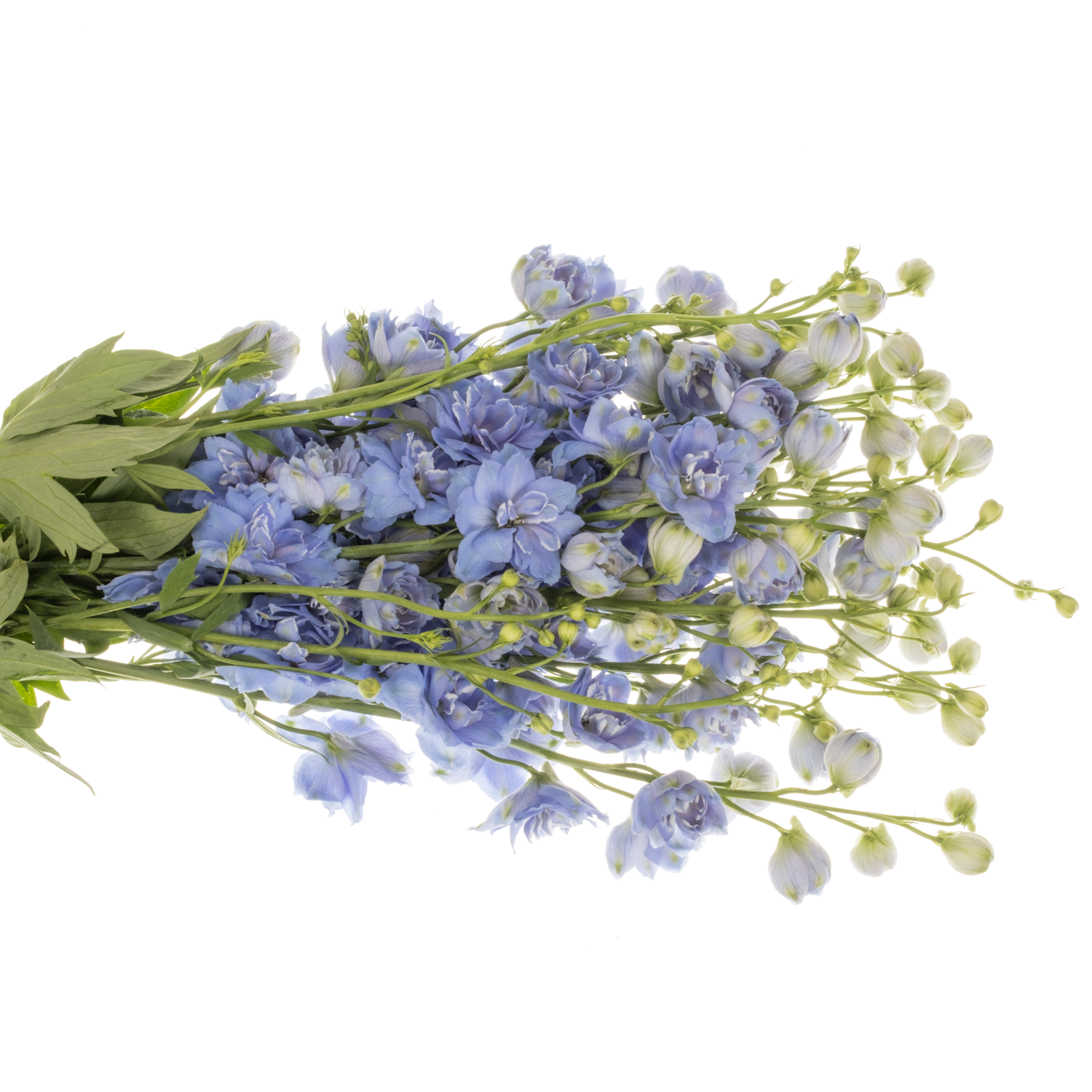 Delphinium hell blau Bas 60cm