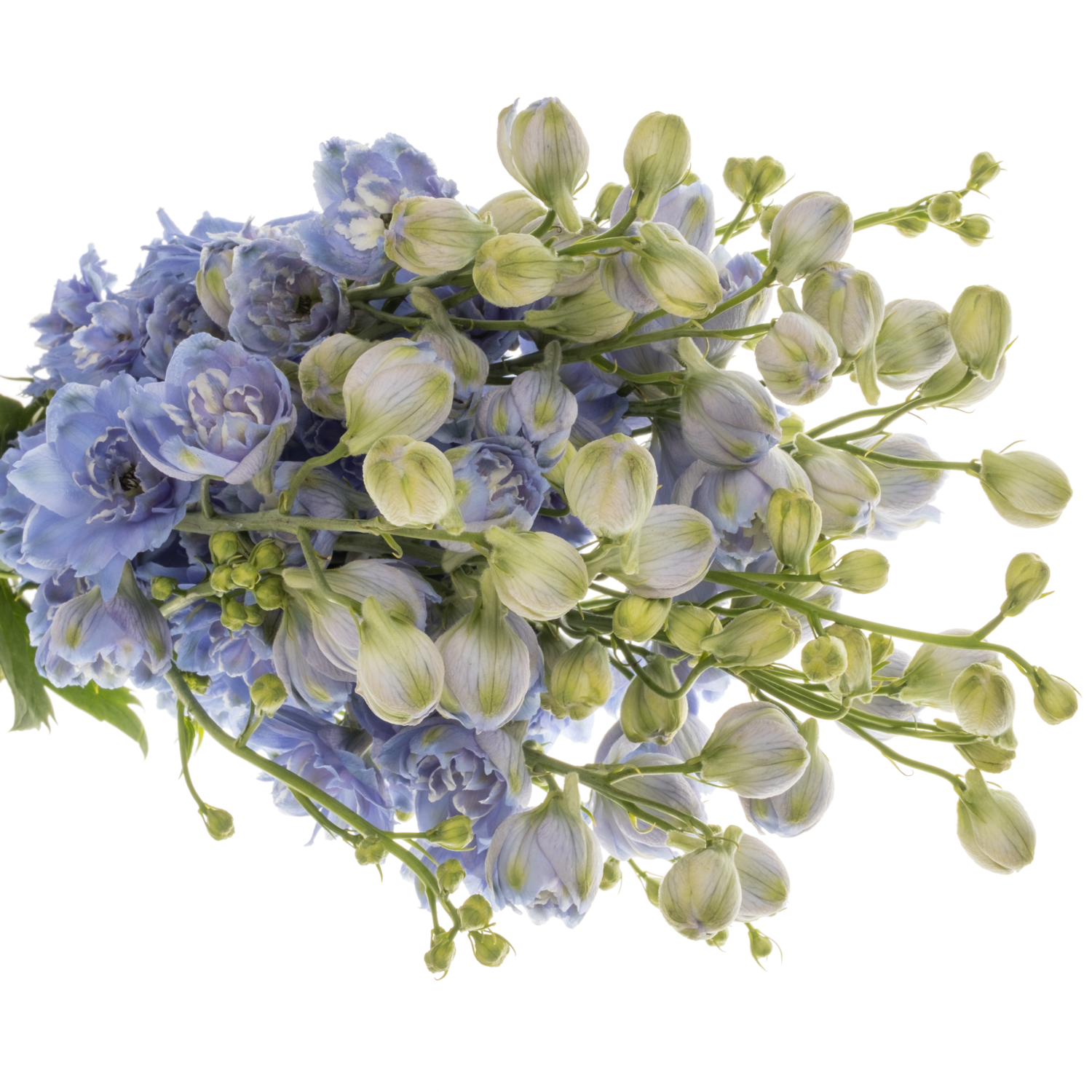 Delphinium hell blau Bas 60cm