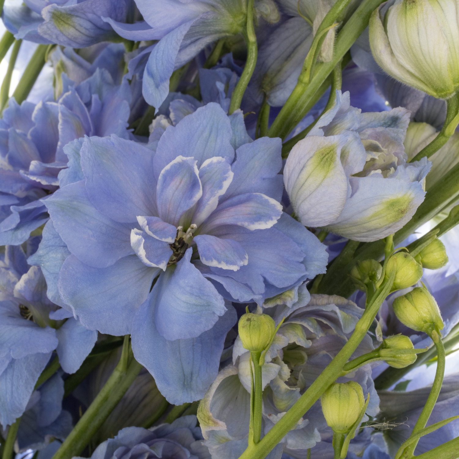 Delphinium hell blau Bas 60cm