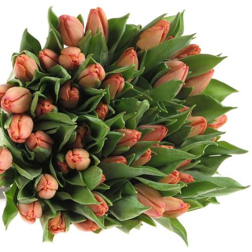 Tulpe Lachs Salmon prince 28 Gramm