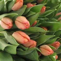 Tulpe Lachs Salmon prince 28 Gramm