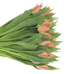 Tulpe Lachs Salmon prince 28 Gramm