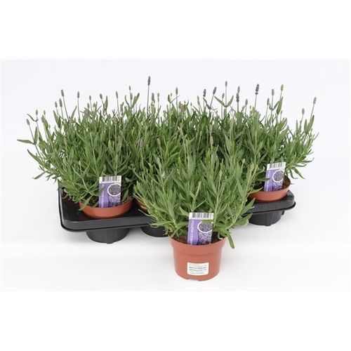 Lavendel Ang.T13 H30