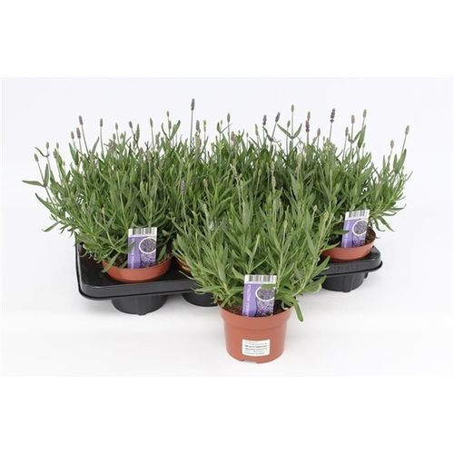 Lavendel Ang.T13 H30