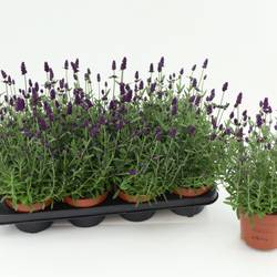 Lavendel Angustifolia violett T13 H030